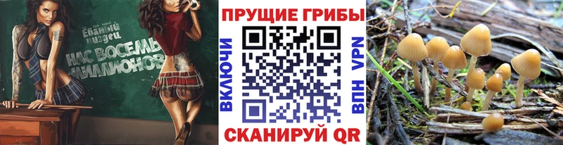 Купить  Щучье  Галлюциногенные грибы мицелий 